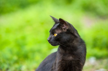 Çok güzel siyah kedi