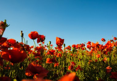 parlak kırmızı haşhaş çiçekleri