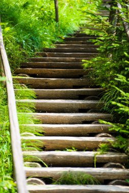 Ormanda tahta basamaklar