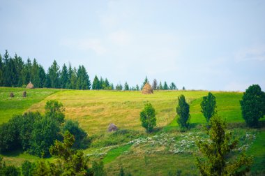 dağlarda yaz. Karpat, Ukrayna, Europe.