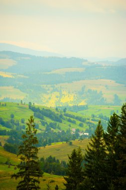 dağlarda yaz. Karpat, Ukrayna, Europe.