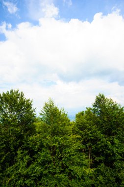 dağlarda yaz. Karpat, Ukrayna, Europe.