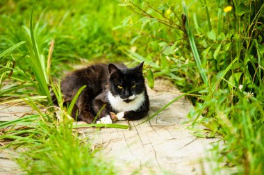 Çok güzel komik kedi