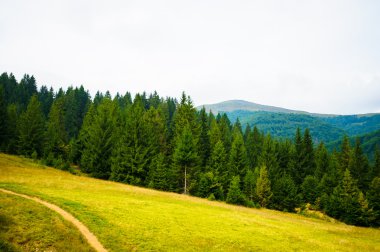dağlarda yaz. Karpat, Ukrayna, Europe.