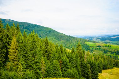 dağlarda yaz. Karpat, Ukrayna, Europe.