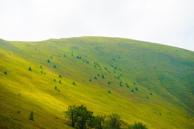 dağlarda yaz. Karpat, Ukrayna, Europe.
