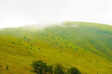dağlarda yaz. Karpat, Ukrayna, Europe.