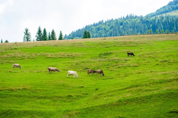 Kühe in den Bergen — Stockfoto