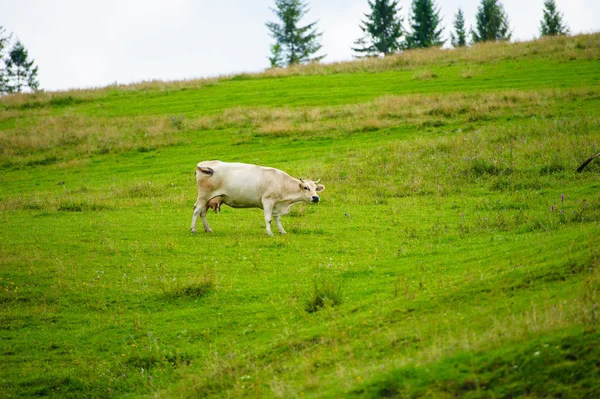 Αγελάδα στα βουνά — Φωτογραφία Αρχείου