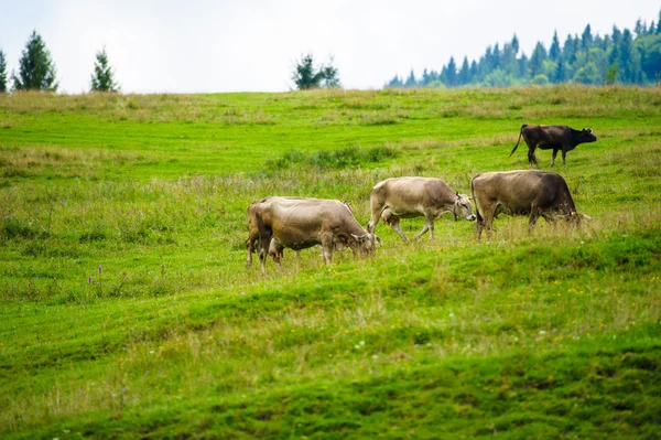 Коровы пасутся в горах — стоковое фото