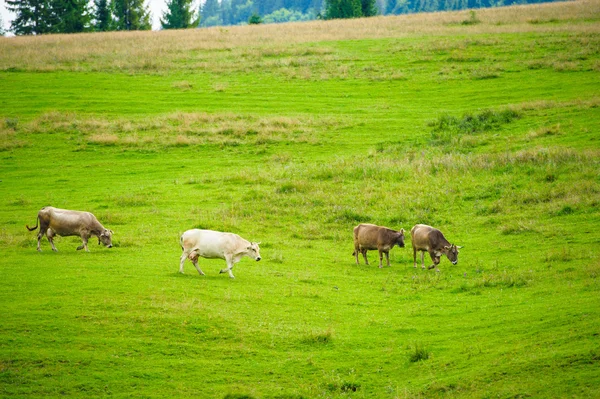 Rebanho de vacas nas montanhas — Fotografia de Stock