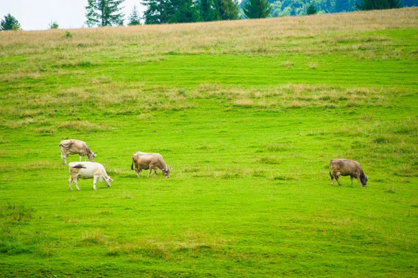 Корови стадо в горах — стокове фото