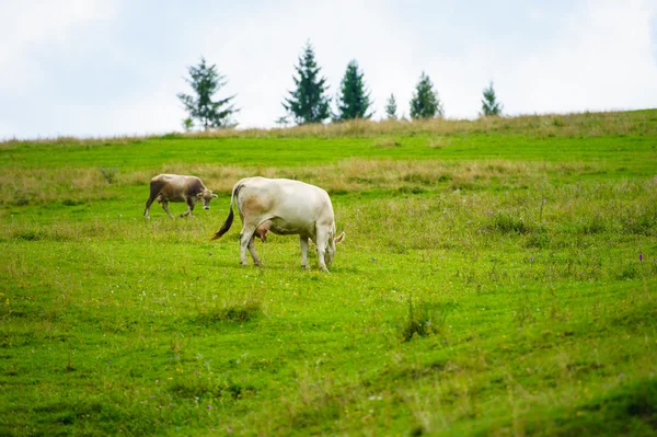 Rebanho de vacas nas montanhas — Fotografia de Stock