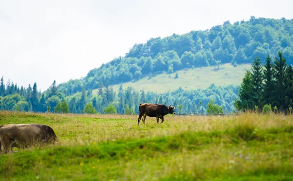 Rebaño de vacas en las montañas —  Fotos de Stock