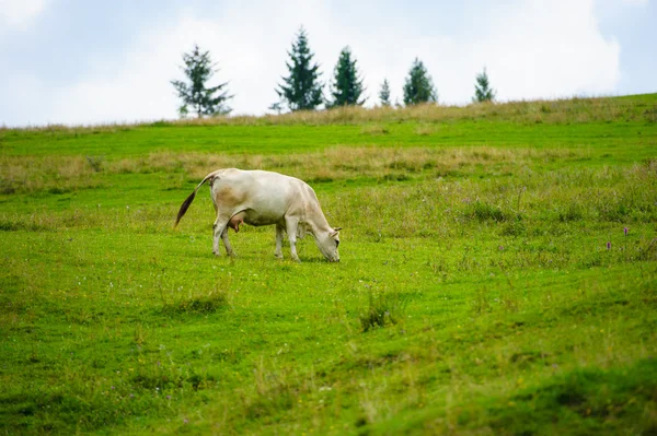 Vaca nas montanhas — Fotografia de Stock