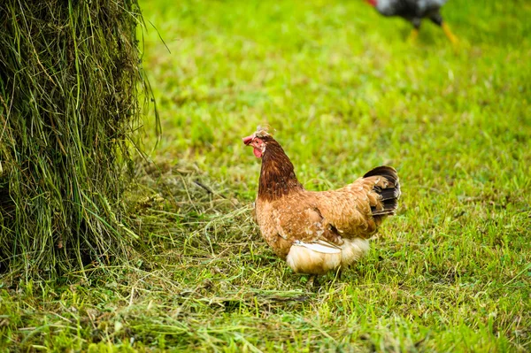 아름 다운 닭의 초상화 — 스톡 사진
