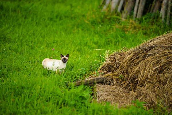 Gato engraçado bonito — Fotografia de Stock