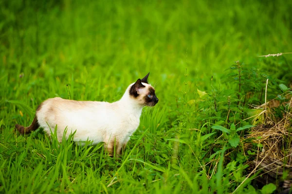 Krásná funny kočka — Stock fotografie