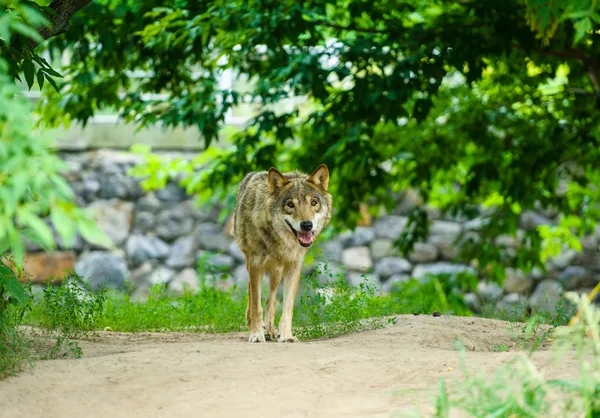 Lobo gris salvaje — Foto de Stock