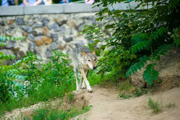 Wild grey Wolf — Stock Photo, Image