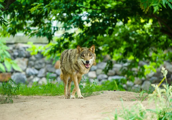 Wildgrauer Wolf — Stockfoto