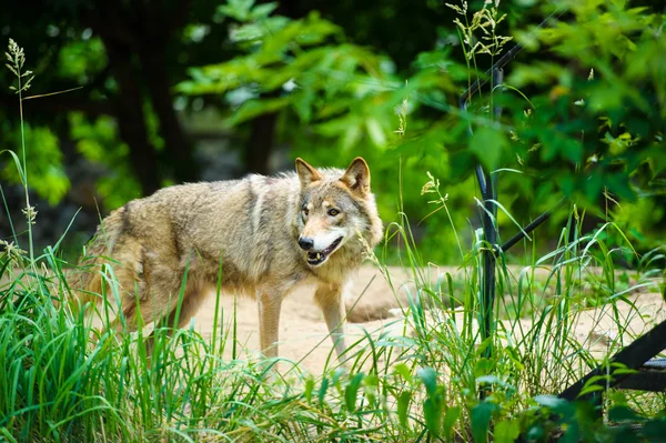 Lobo cinzento selvagem — Fotografia de Stock