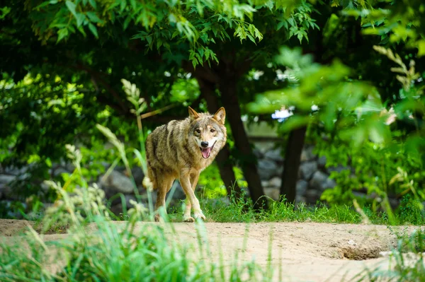 Lobo cinzento selvagem — Fotografia de Stock
