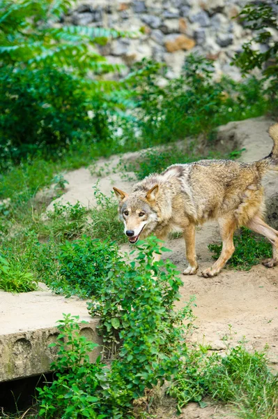 Wildgrauer Wolf — Stockfoto