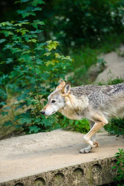 Lobo gris salvaje — Foto de Stock