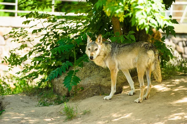 Lobo cinzento selvagem — Fotografia de Stock