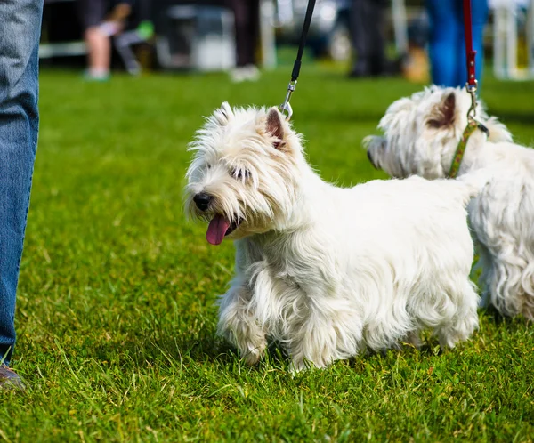 Roztomilý dospělý Dogs — Stock fotografie