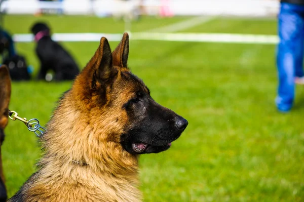 Adult cute Dog — Stock Photo, Image