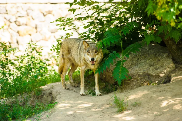 Wild grijze Wolf — Stockfoto