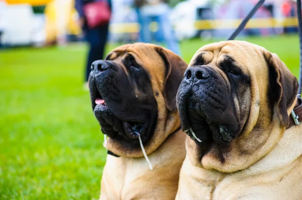 Cani adulti carino — Foto Stock