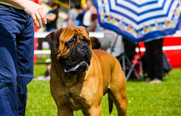 Cane adulto carino — Foto Stock