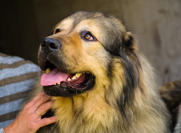 Adult cute Dog — Stock Photo, Image