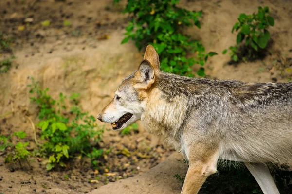 Wildgrauer Wolf — Stockfoto