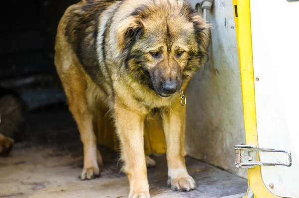 Perro lindo adulto — Foto de Stock