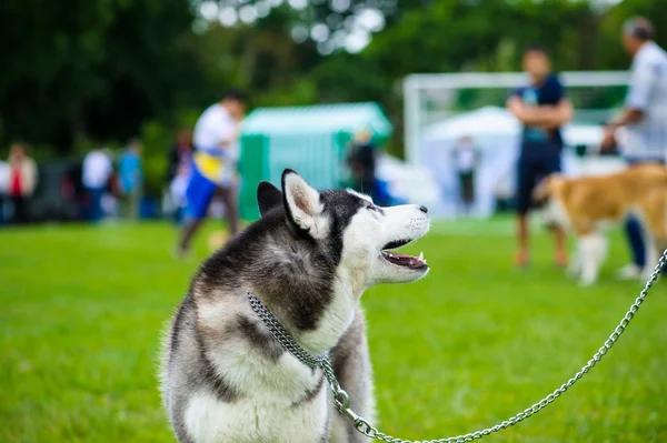 Erwachsener süßer Hund — Stockfoto