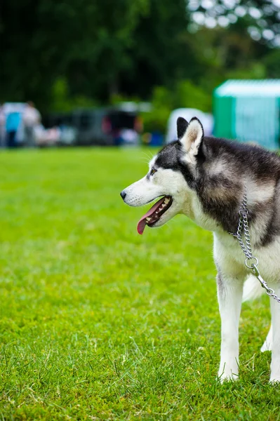 Adult cute Dog — Stock Photo, Image