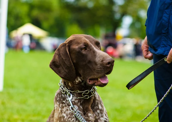 Volwassen schattige hond — Stockfoto