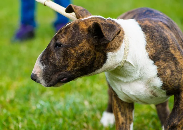 Volwassen schattige hond — Stockfoto