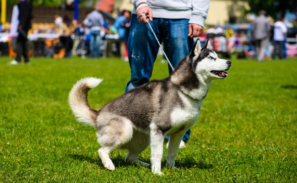 Adulto bonito cão — Fotografia de Stock