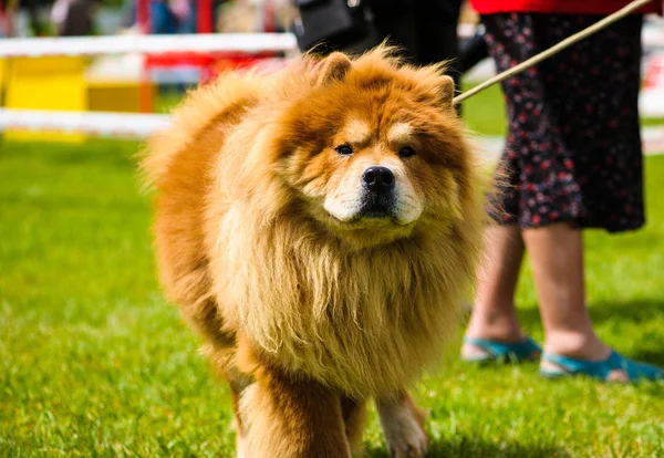 Adult cute Dog — Stock Photo, Image