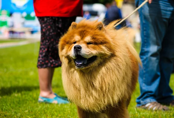 Adult cute Dog — Stock Photo, Image