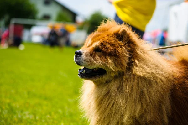 Adult cute Dog — Stock Photo, Image