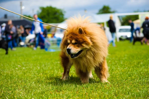 Adult cute Dog — Stock Photo, Image