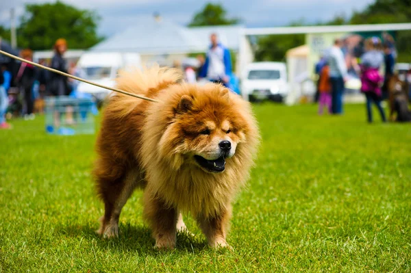 Adult cute Dog — Stock Photo, Image