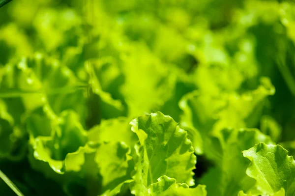 Groene salade in een tuin — Stockfoto