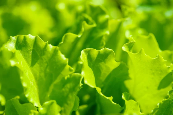 Groene salade in een tuin — Stockfoto